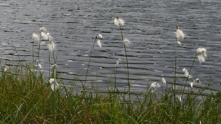  The flowers of the cotton grass-plant swing in the wind on the shore of a boggy lake at polar tundra in 

the summer day.