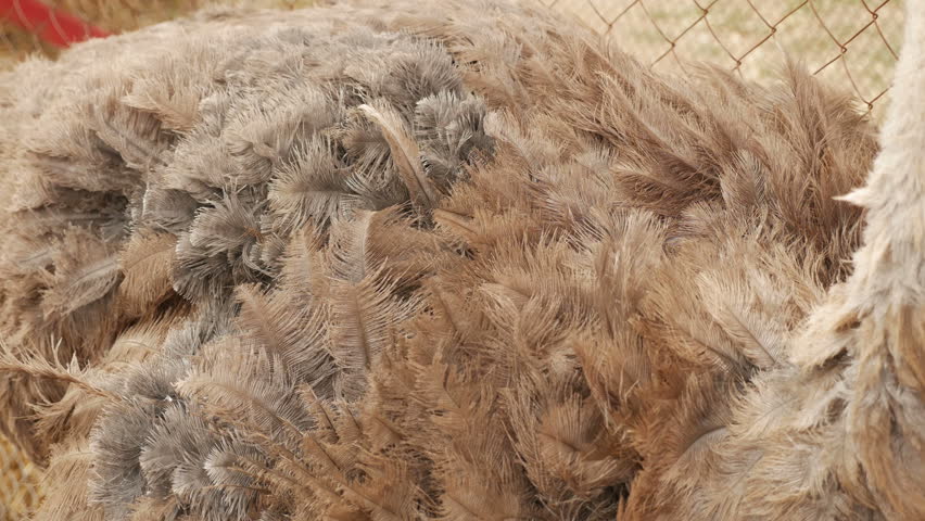 large brown ostrich feathers developing in the wind
