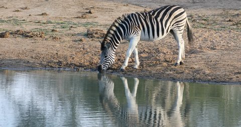 A plains zebra (Equus burchelli) drinking water, Mkuze game reserve, South Africa