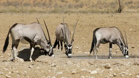 Gemsbok antelopes (Oryx gazella) drinking water, Kalahari desert, South Africa
