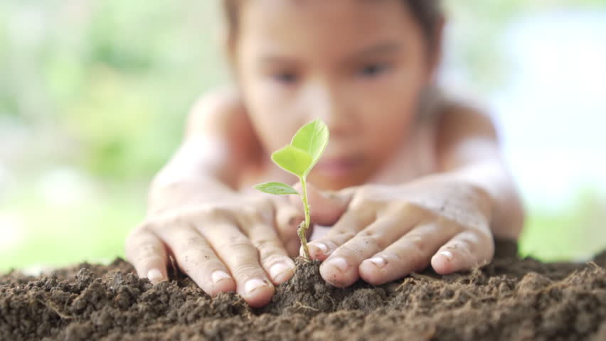 Close up of little girl hands was carrying of new seedlings to be planting into the soil. Slow motion | Shutterstock HD Video #1015170910