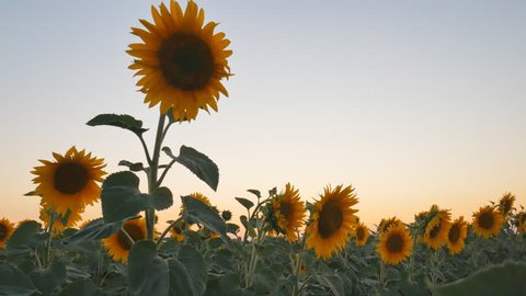 A field of young sunflowers during sunset. 4k video