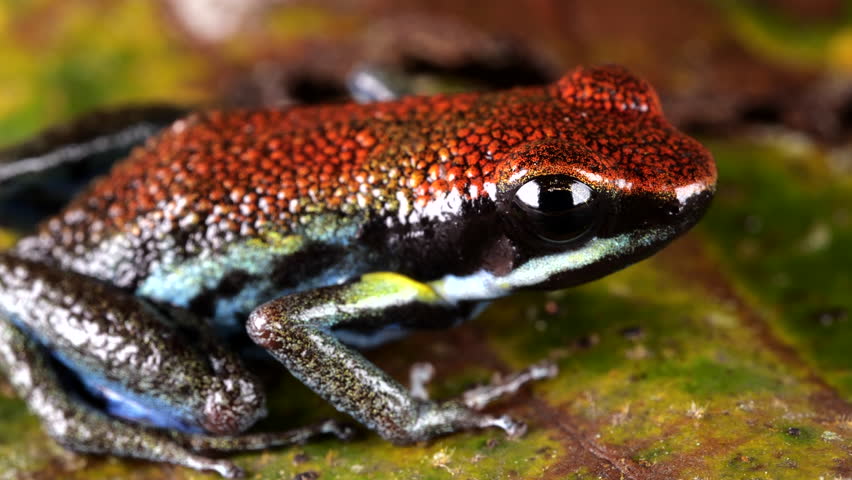 Ecuadorian Poison Frog (Ameerega bilinguis) jumps out of frame on the rainforest floor in Ecuador. 