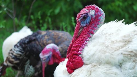 White turkey shakes its head on the bird's yard, close-up. Live beautiful turkey. Turkey for the holiday