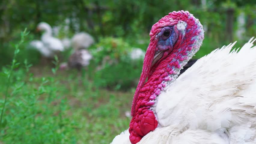 Featured image of post Recipe of Beautiful White Turkey Bird