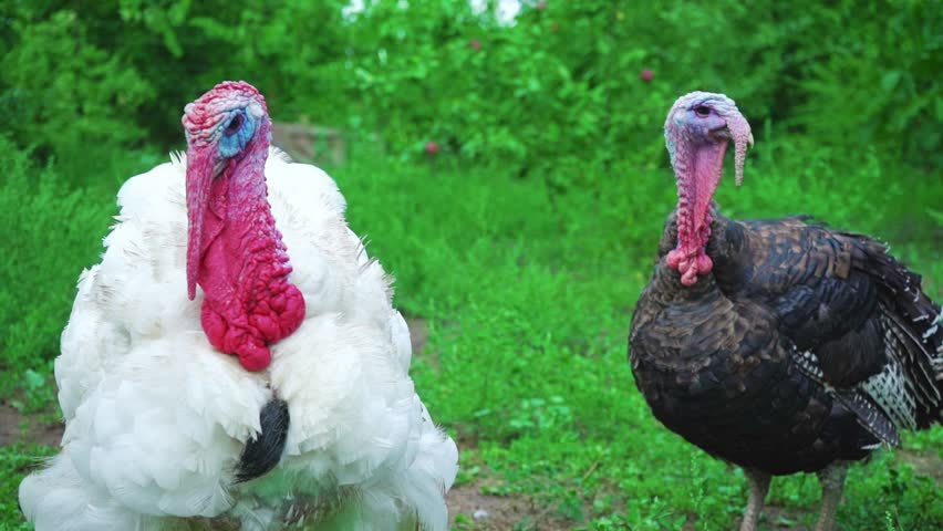 White and black turkeys simultaneously give voice, turkeys make sounds, bird song. Live beautiful turkey. Turkey for the holiday Royalty-Free Stock Footage #1015181578