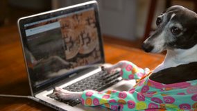 This slow motion video shows a side view of a cute italian greyhound in a colorful outfit typing frantically and working on a laptop computer with bitcoin on the computer background.