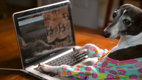 This slow motion video shows a side view of a cute italian greyhound in a colorful outfit typing frantically and working on a laptop computer with bitcoin on the computer background.