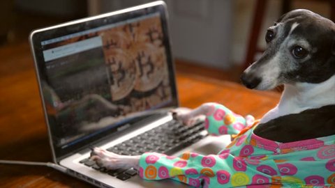 This video shows a side view of a cute italian greyhound in a colorful outfit typing frantically and working on a laptop computer with bitcoin on the computer background.