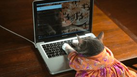 This video shows a back view of a cute cat in a colorful dress typing frantically on a laptop computer with bitcoin on the computer background.