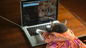 This video shows a back view of a cute cat in a colorful dress typing frantically on a laptop computer with bitcoin on the computer background.