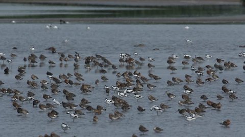 A flock of various wading birds, ducks, geese and gulls feeding, resting, cleaning, flying, swimming etc, at a freshwater coastal estuary in Norfolk, UK.