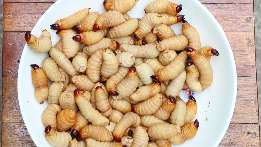 Coconut Beetle Worm.thai Food.protein Snack.worms Stock Footage Video (100% Royalty-free