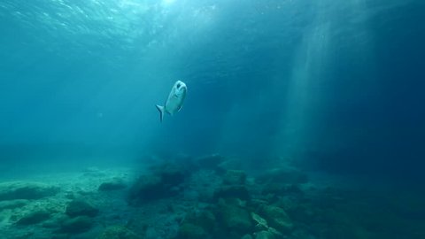 sun shine beams and rays on sea floor underwater slow motion fish around