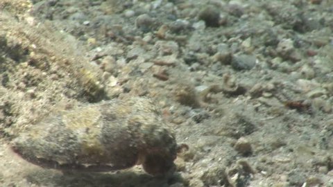 juvenile kalamar calamari hunting looking for food camouflage underwater 