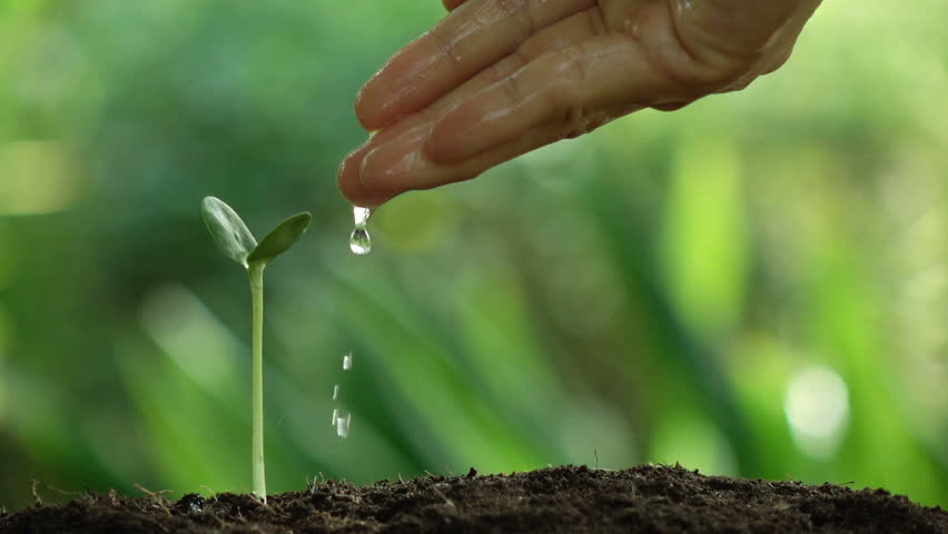Watering a small tree for save the earth and natural , clean ecology in natural. | Shutterstock HD Video #1015190860