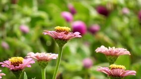 Beautiful flowers in garden clips.flowers  in garden footage