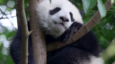 Panda Baby Bear Going To 库存影片视频 100 免版税 Shutterstock