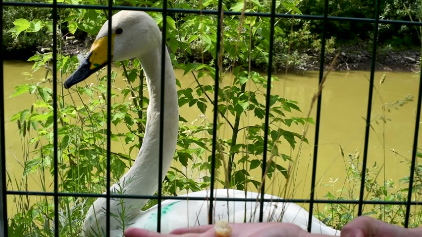 White Swan living in an artificially created habitat for the survival of wild wounded birds
