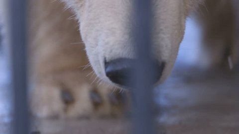 Polar bear looks from the cage close-up