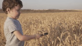 Little boy / child examining  Ears of wheat Through a magnifying glass.  wheat field. Playing And Studying Ears of wheat. Field wheat at the sunset - 4k video