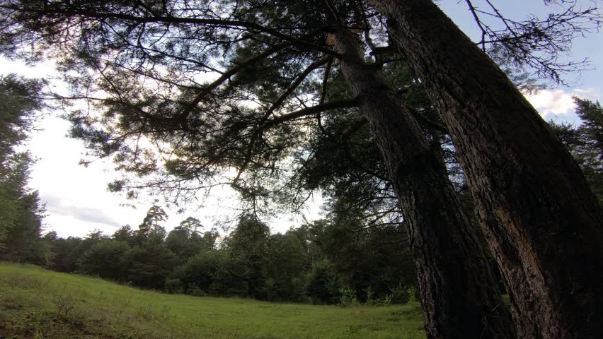 A young man is swinging on a tree. A young man is hanging on a tree.