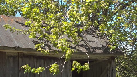 Tree branches on a old garage roof after bigs winds