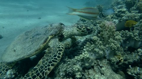 Sea turtle eats soft coral by thoroughly chewing it. Red sea, Marsa Alam, Abu Dabab, Egypt (Underwater shot, 4K  60fps) 스톡 비디오