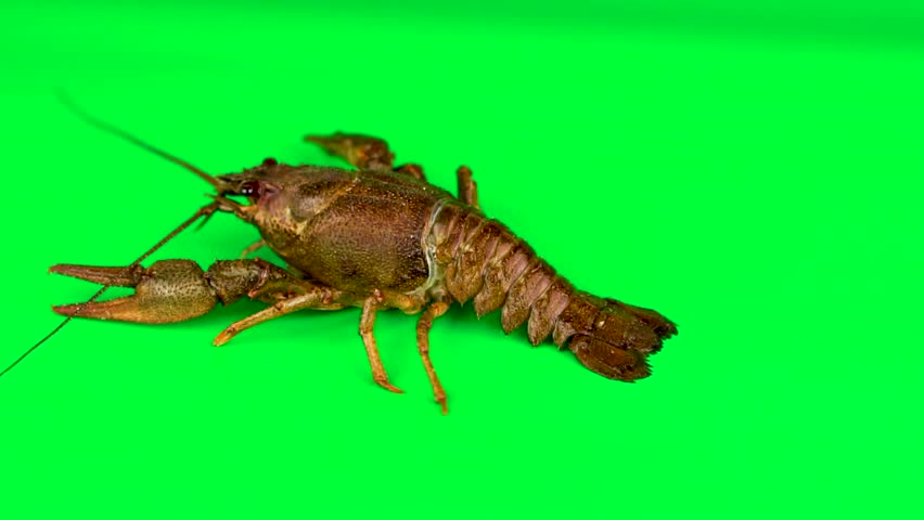 Lobster stirring its limbs. Green background can be simply removed