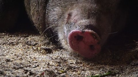 The pig breathes its snout, the pig's muzzle. Pig nose. Pig breeding. Pig farm. Growing Animals for meat. The problem of global warming. Climate change.