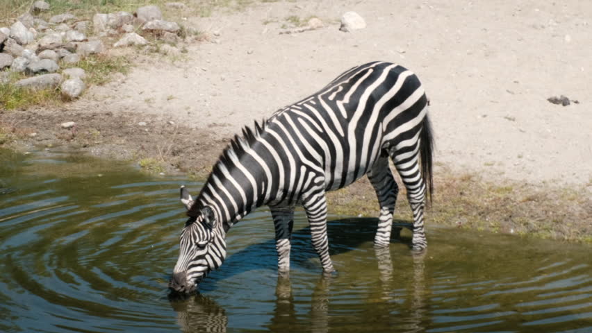 zebra drinking water lake Stock Footage Video (100% Royalty-free)  1015221637 | Shutterstock