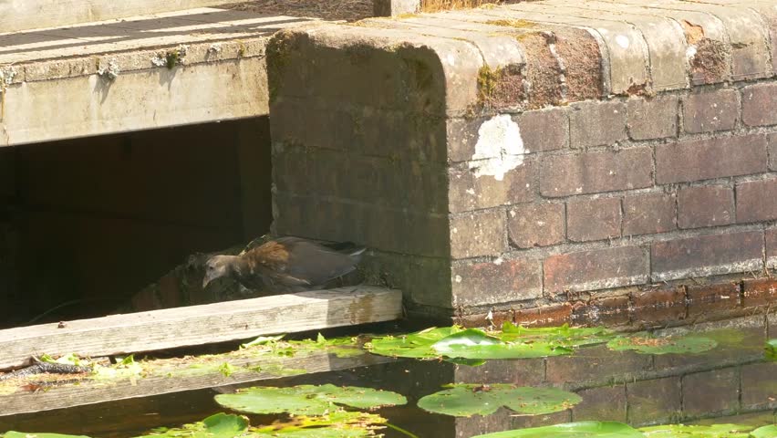 STATIC CROP, A young duckling investigates under a bridge by a water lily pond