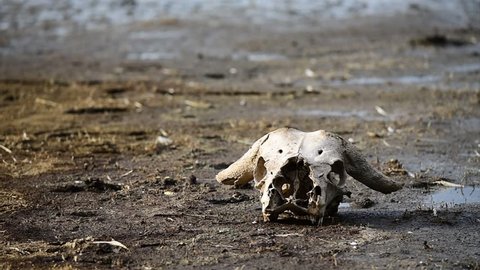 Buffalo skull on nakura lake of kenya.