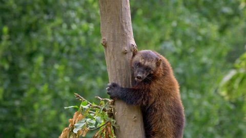 Wolverine (Gulo gulo) up in the tree