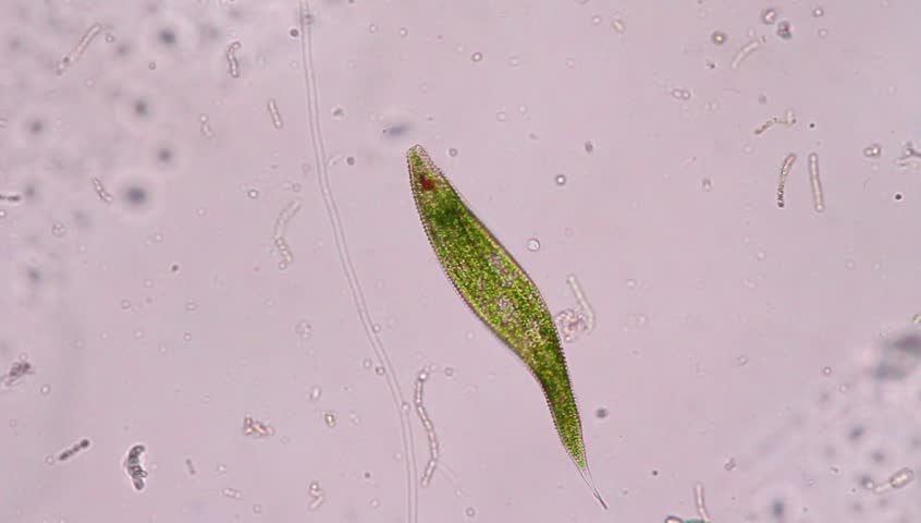 Euglena Under The Microscope View Stock Footage Video 100 Royalty Free 1015234651 Shutterstock