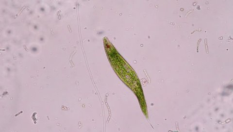 Euglena under the microscope view.
