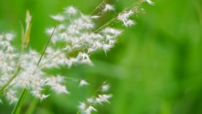 white grass flower movement nature footage video clip
