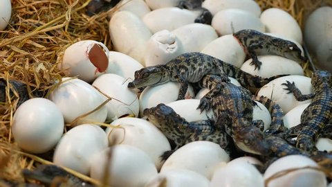 Crocodile from hatching eggs. Baby crocodile.