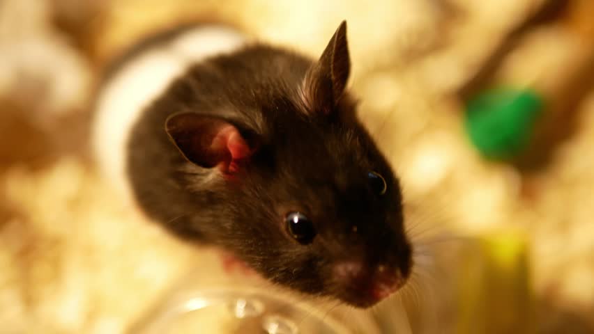 black and white syrian hamster