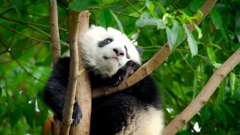 Giant panda bear cub on a tree. Chengdu, Sichuan, China
