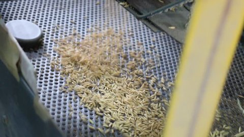 The rice milling machine systems during working in The north of Thailand. Some part of rice came out from the paddy separator machine.