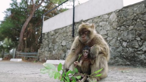 A mother and baby Macaque eating leaves in Gibraltar nature reserve. 