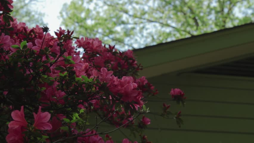 Azaleas by a house blowing gently in the wind