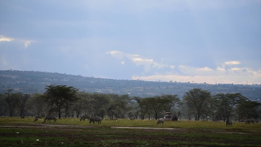 Zebras in the Lake Nakuru National Park in Kenya, Africa .the background is nakuru village.
