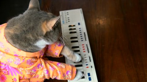 This top view video shows a cute cat in a colorful shirt playing a keyboard piano.