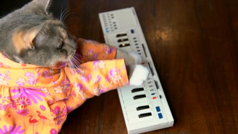 This slow motion top view video shows a cute cat in a colorful shirt playing a keyboard piano.