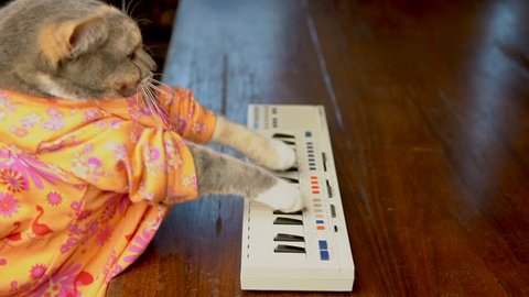 This slow motion side view video shows a cute cat in a colorful shirt playing a keyboard piano.
