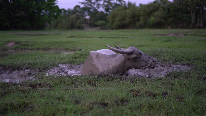 Wildlife Buffalo muddy body in muddy place