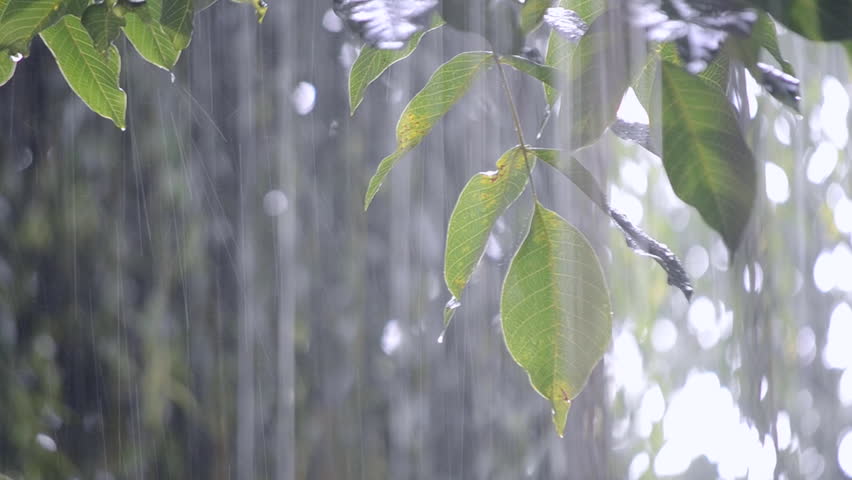 Heavy Rain Shower Downpour Cloudburst Stock Footage Video (100% Royalty ...