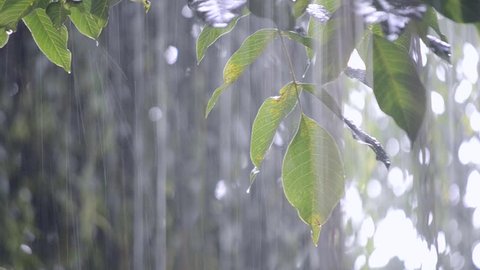 Heavy rain shower downpour cloudburst rainfall comes in the daytime. Rain drops dripping on the big green leaves of the tree Walnut close-up. Background concept rainy driving pouring rain with sound
